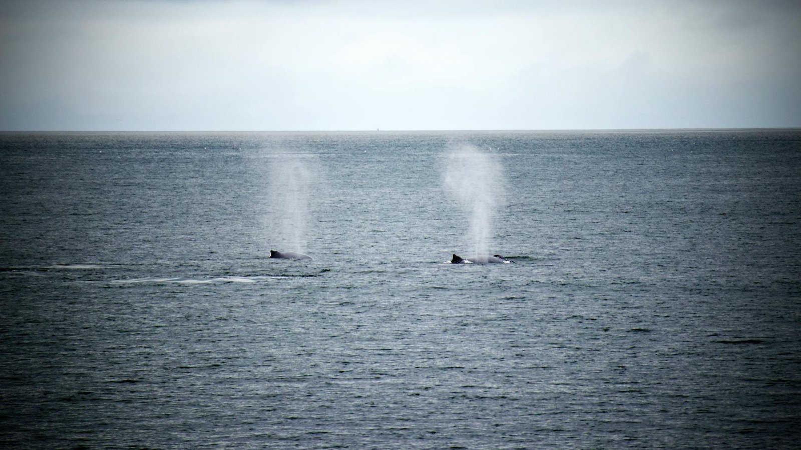 Hyperliquid Whale Faces $20.3M Wipeout as Bitcoin Nears $82,236 Liquidation Price