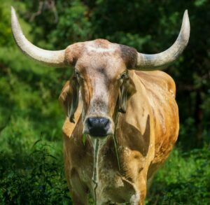 The institutional edge: moomoo targets Wall Street-grade trading tools for retail crypto investors
