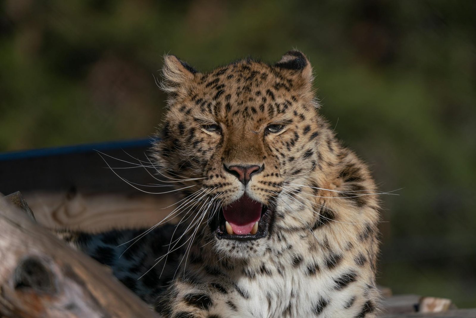 Roaring Kitty-linked RKC memecoin crashes as developer cashes out $729K