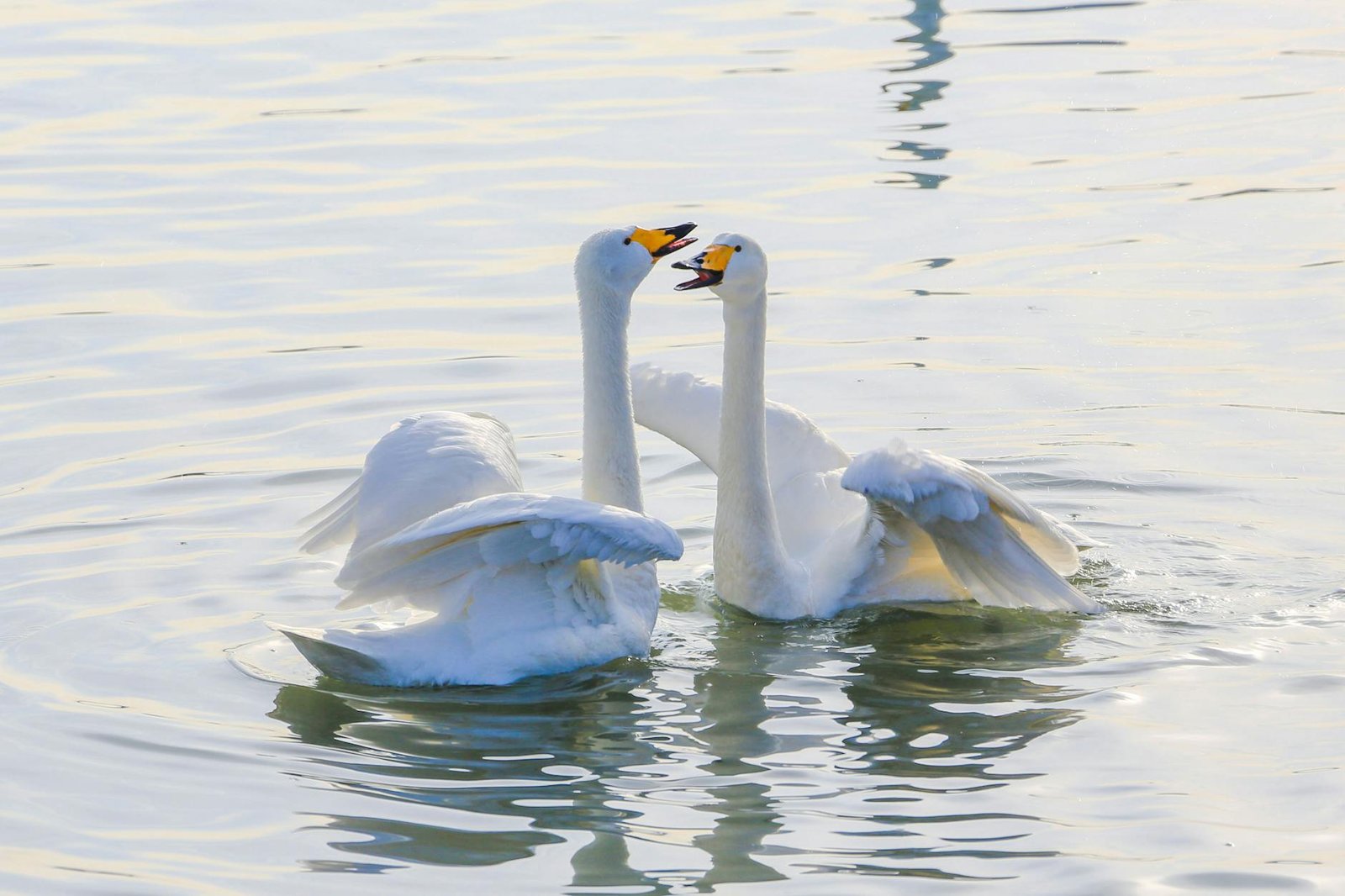 Swan Bitcoin sued for nearly $1B over pre-bankruptcy transfers from Prime Trust