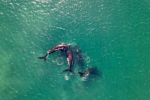 A crypto whale has made a $224,000 bet that XRP's price stays perfectly flat through June