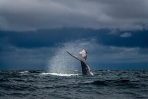 Whale Who Spent $62M on Uniswap and Compound Tokens Is Now Selling at a $39.7M Loss