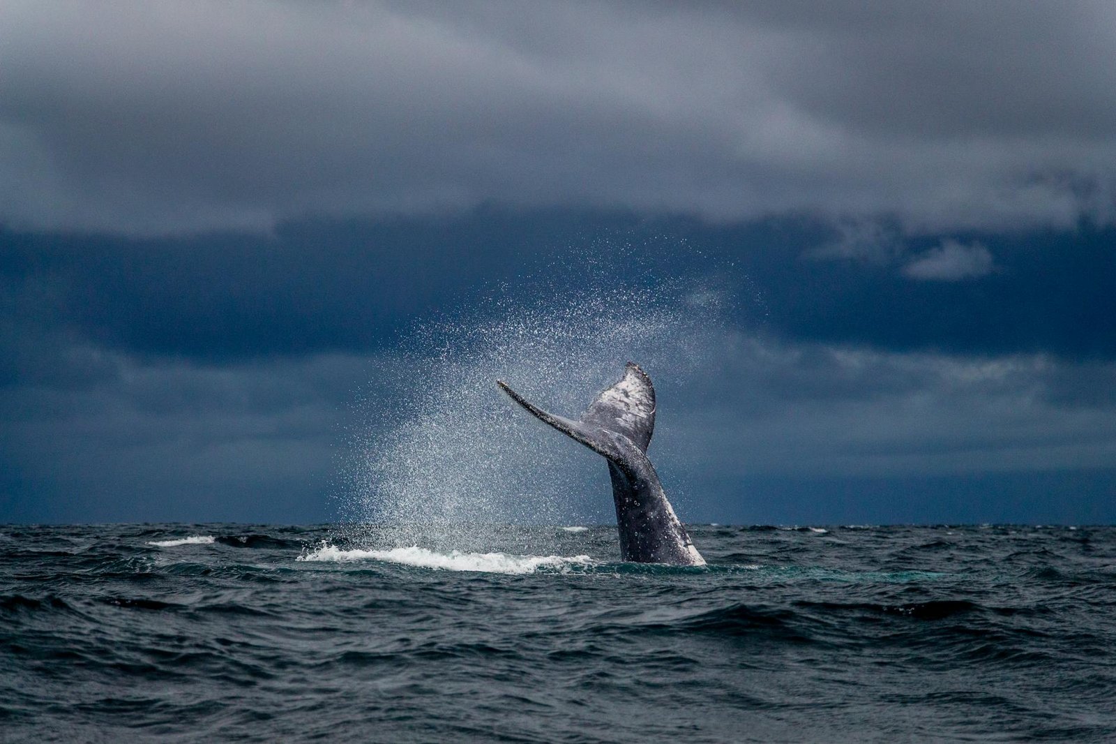 Whale Who Spent $62M on Uniswap and Compound Tokens Is Now Selling at a $39.7M Loss