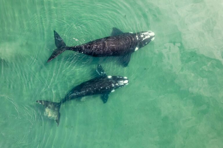 Whale With $24.79 Million Track Record Opens $21 Million in Longs Across Bitcoin, Ether, and Dogecoin