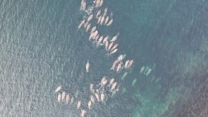 BloFin War of Whales 2026 Grand Prix opens registration for $5M trading championship