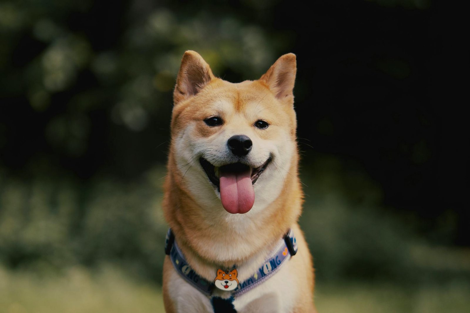 Revolut wants to take Dogecoin mainstream with its new physical payment card