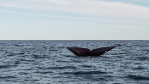 Whales Are Running 75% Long While Retail Follows: XRP Price Analysis – Is a $2.70 Breakout Already Decided?