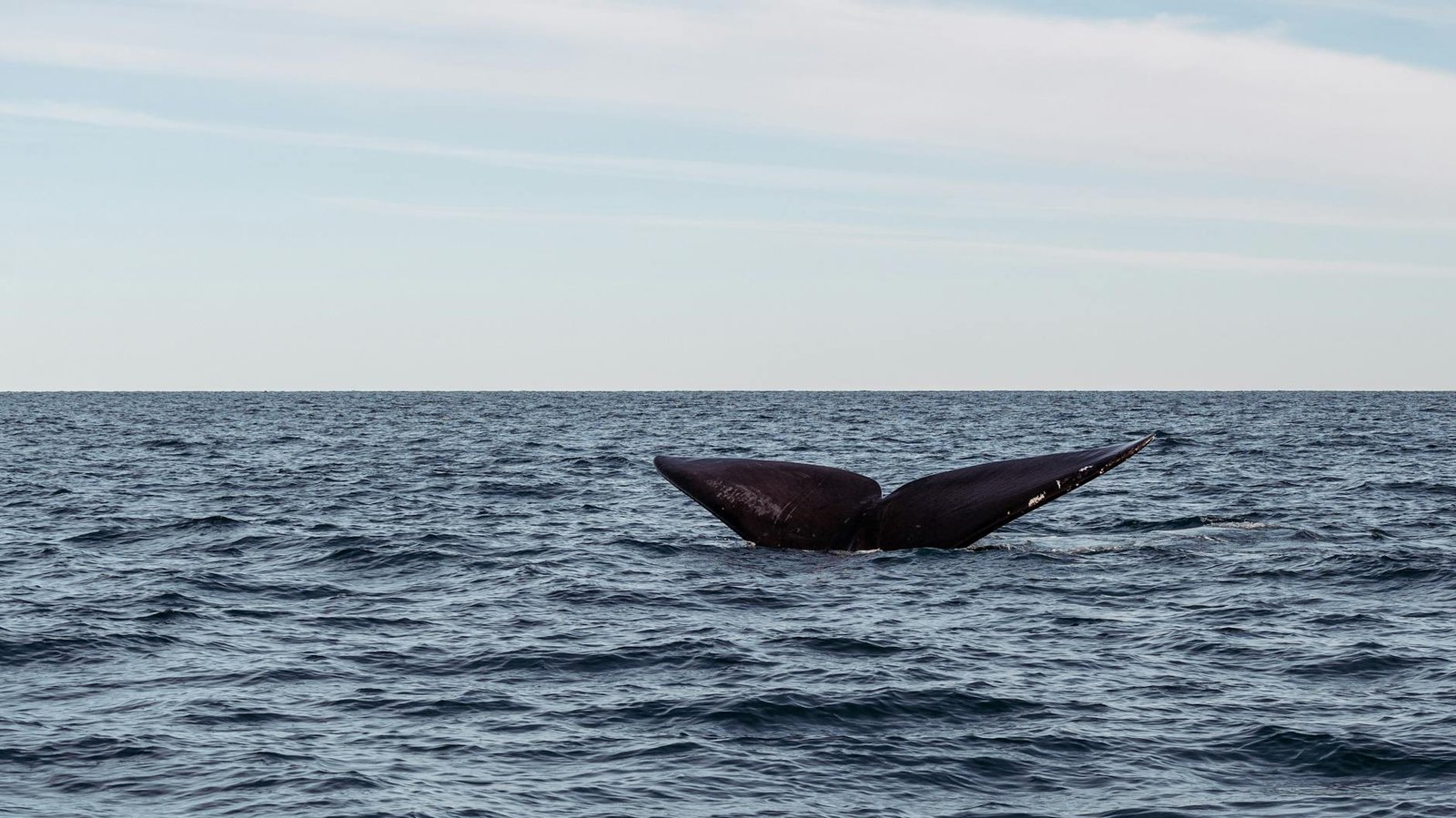 Whales Are Running 75% Long While Retail Follows: XRP Price Analysis – Is a $2.70 Breakout Already Decided?
