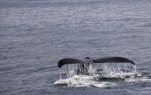 Whale Pulls 1,051 BTC Worth $82.35M From Binance in Single Transaction
