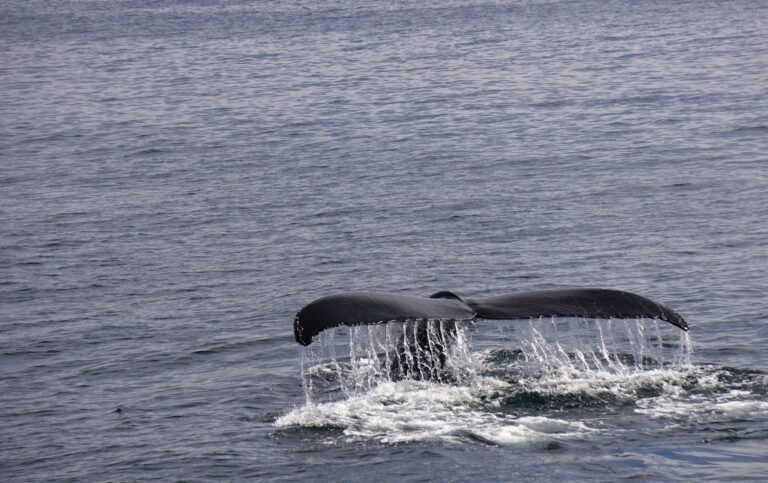 Whale Pulls 1,051 BTC Worth $82.35M From Binance in Single Transaction