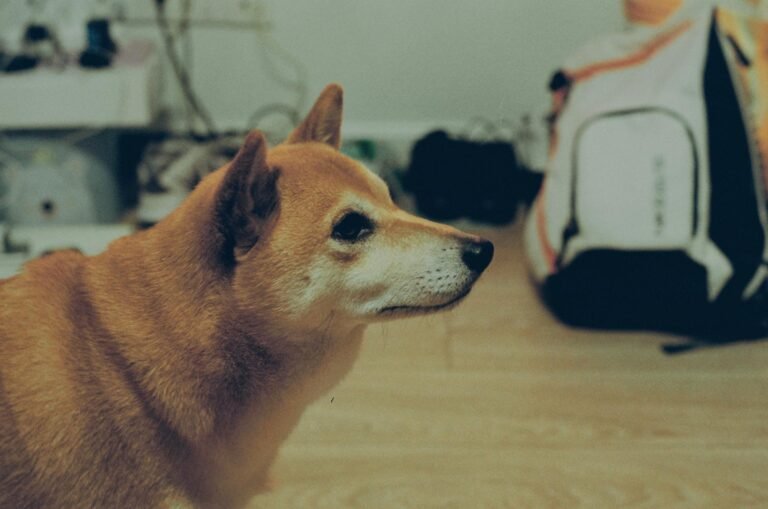 Did Dogecoin bottom first? DOGE price poised for 20% gains as whales return