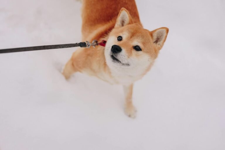 Dogecoin Rally Has Stopped: Maxi Doge ICO Approaching $5 Million