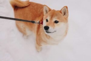 Dogecoin jumps 4% to lead gains among majors as bitcoin zooms higher