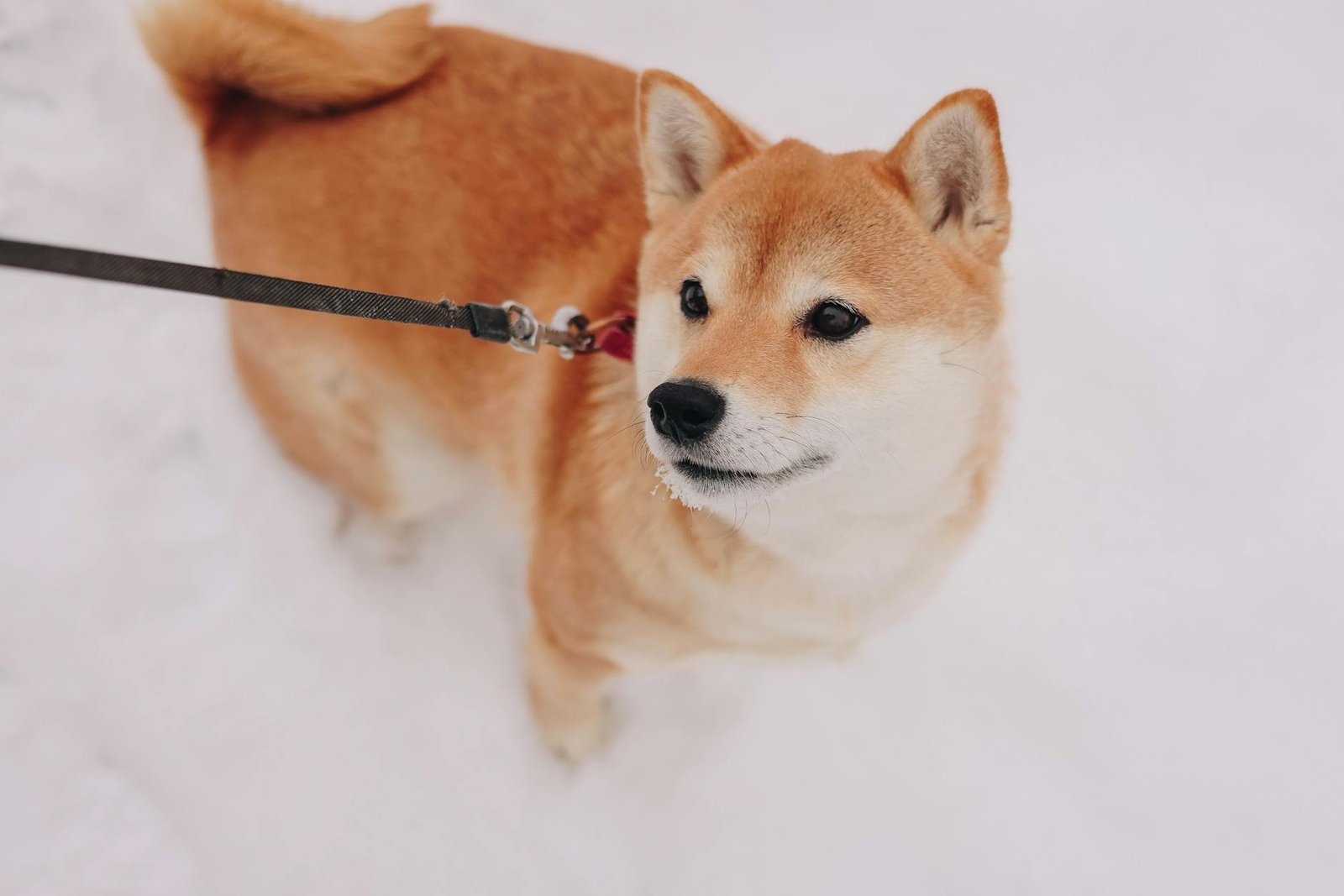 Dogecoin jumps 4% to lead gains among majors as bitcoin zooms higher