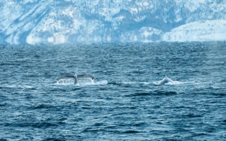 Dogecoin Whale Bets $2.25M With 10x Leverage as Big Wallets Hoard Record 108B DOGE