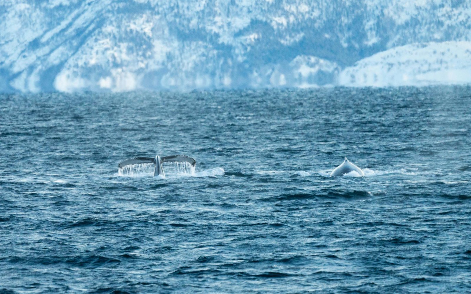 Dogecoin Whale Bets $2.25M With 10x Leverage as Big Wallets Hoard Record 108B DOGE