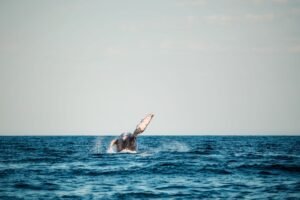 XRP Whales are Accumulating SurgeXRP’s Token as the XRPL Real Estate Marketplace Fills 10% Of Softcap in Hours