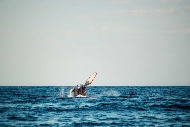 XRP Whales are Accumulating SurgeXRP’s Token as the XRPL Real Estate Marketplace Fills 10% Of Softcap in Hours