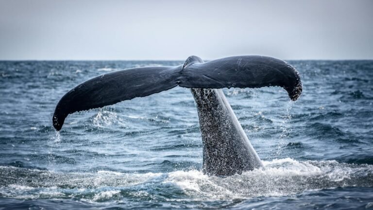 Whale Accumulates 21,800 ETH in a $47M Bet on Ethereum’s Long Game