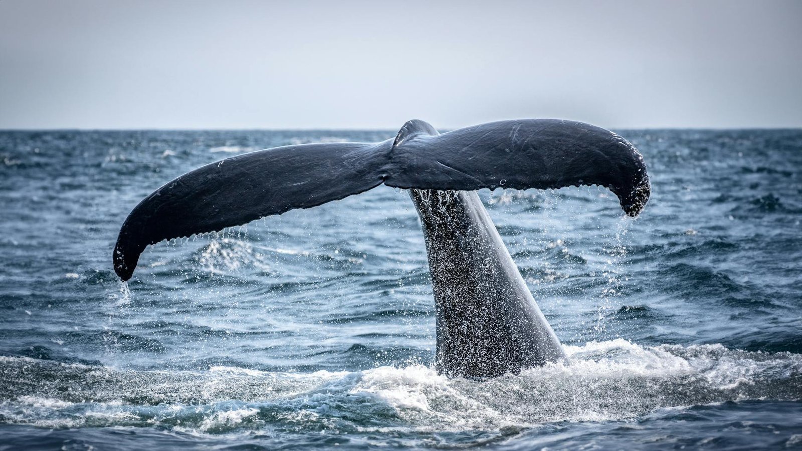Whale Accumulates 21,800 ETH in a $47M Bet on Ethereum’s Long Game