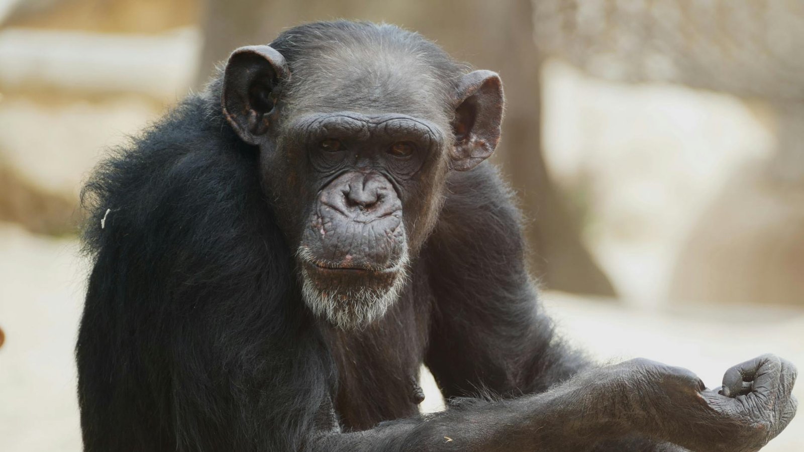 Bored Ape NFTs are finally making a comeback as crypto traders rediscover their appetite for risk