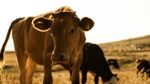 CoW Swap Expands to Solana With NEAR Intents Backend Support