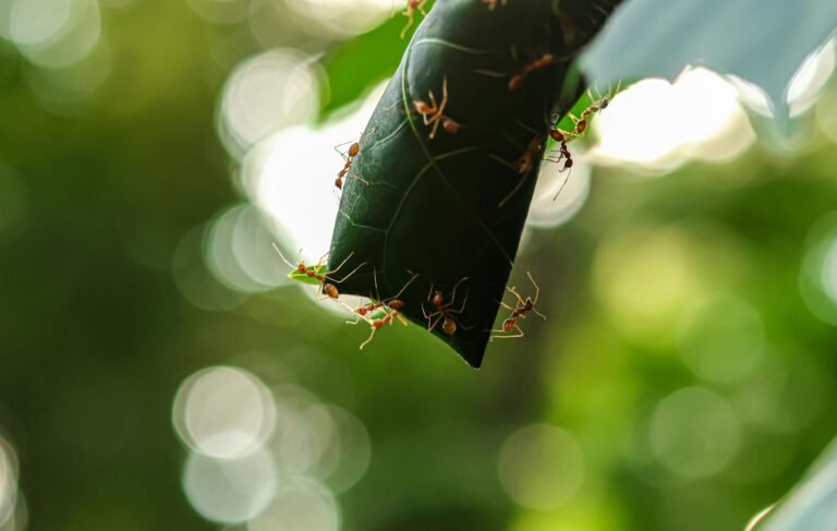 Antseed Unveils 20-Provider AI Marketplace as USDC Payments Bypass Aggregators