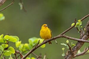 Canary Leads XRP ETF Gains as Bitcoin ETFs Lose $101M
