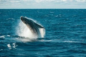 Why Is Bitcoin Price Not Rising? Whales Surge 11% as Saylor’s Strategy $2B Buy Fuels Concern