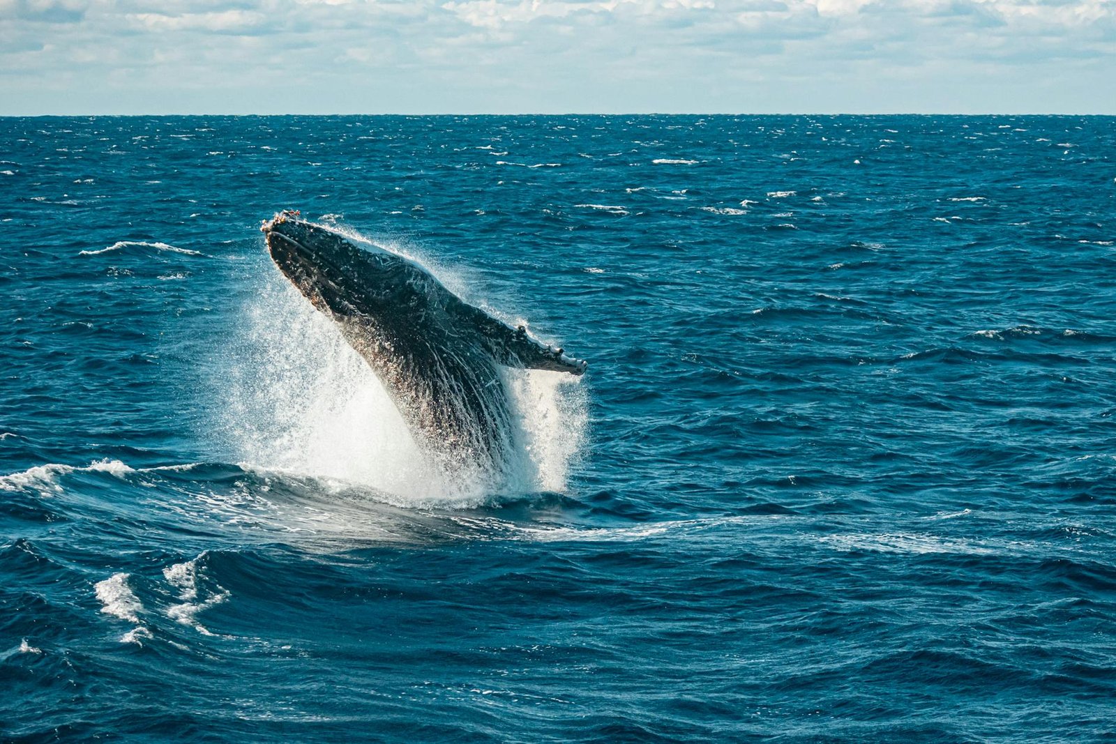 Why Is Bitcoin Price Not Rising? Whales Surge 11% as Saylor’s Strategy $2B Buy Fuels Concern