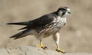 Falcon Unveils GENIUS-ready fUSD Stablecoin Backed by Anchorage Digital Bank