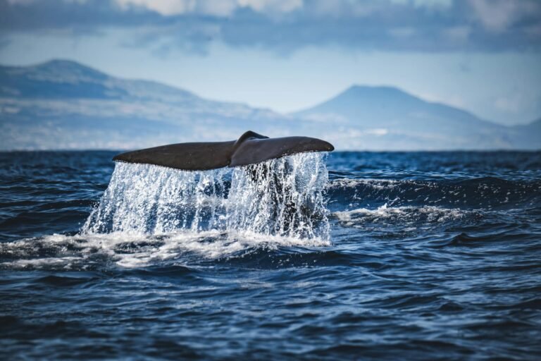 Cardano whales now hold 67% of ADA supply in highest share since 2020