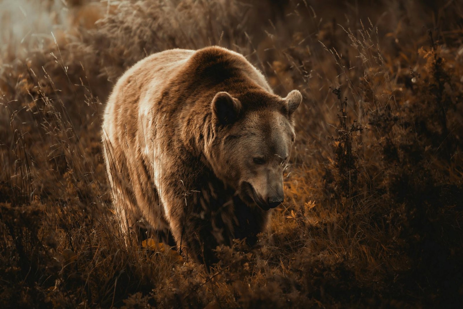 Bitcoin analysis sees 'bear trap' as BTC price passes two-week lows under $78K