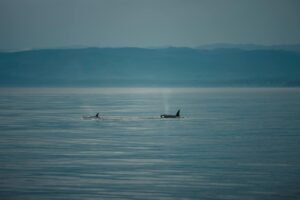Whale Dumps $100M ETH Short, Pivots to $13.4M Bitcoin Bet at 20x Leverage