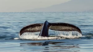Whale shorts $70M in crypto and tech: Should Bitcoin traders worry?