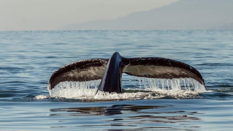 Whale shorts $70M in crypto and tech: Should Bitcoin traders worry?