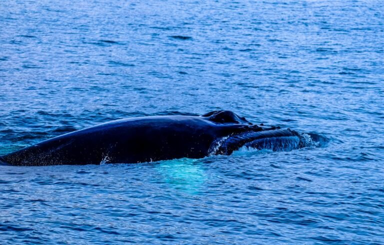 A bitcoin whale that went silent in 2013 moves $40 million in BTC