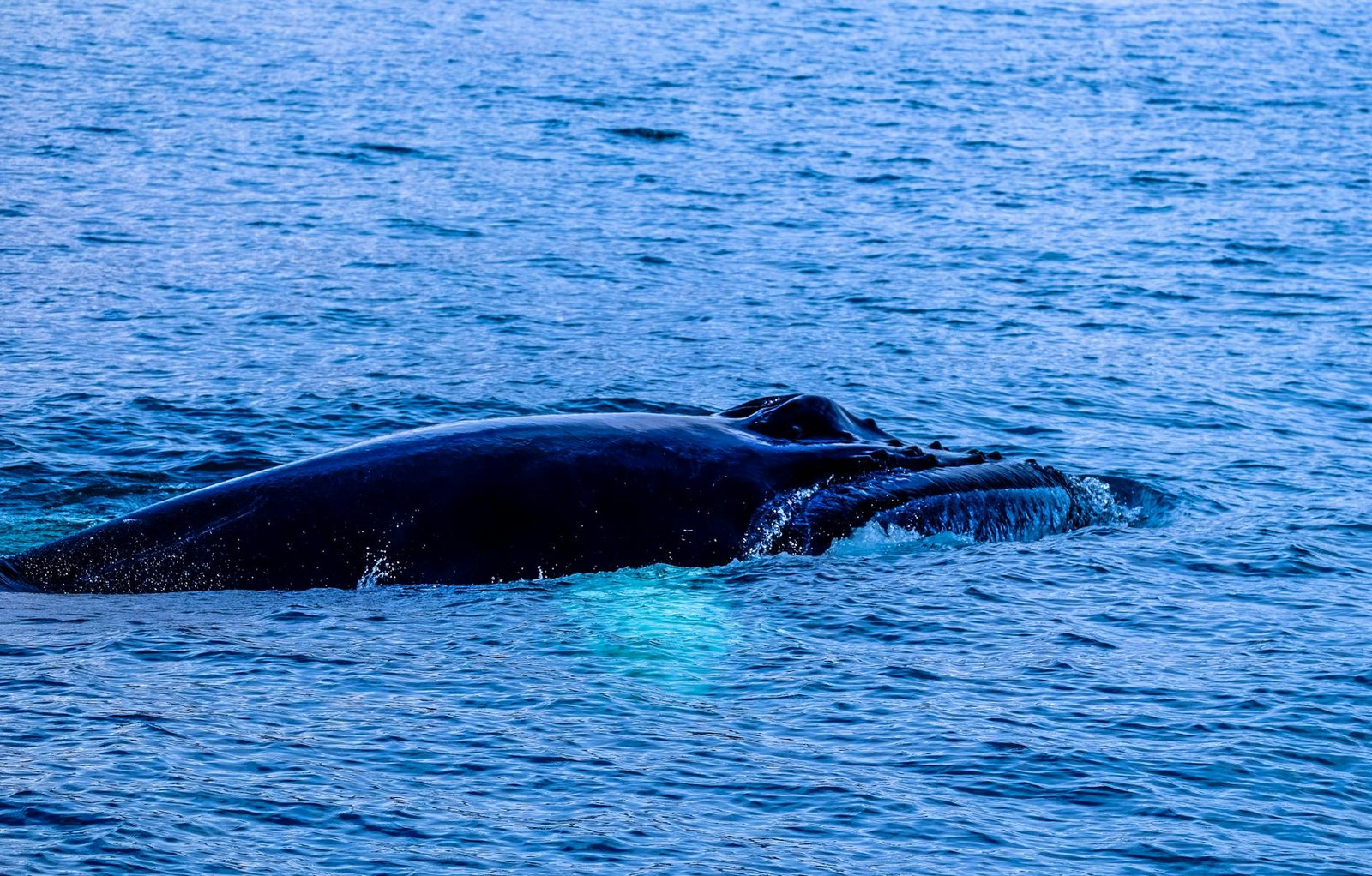 A bitcoin whale that went silent in 2013 moves $40 million in BTC