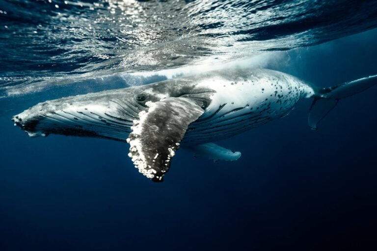 XRP whale wallets hit all-time highs: Will it push price above $1.50?
