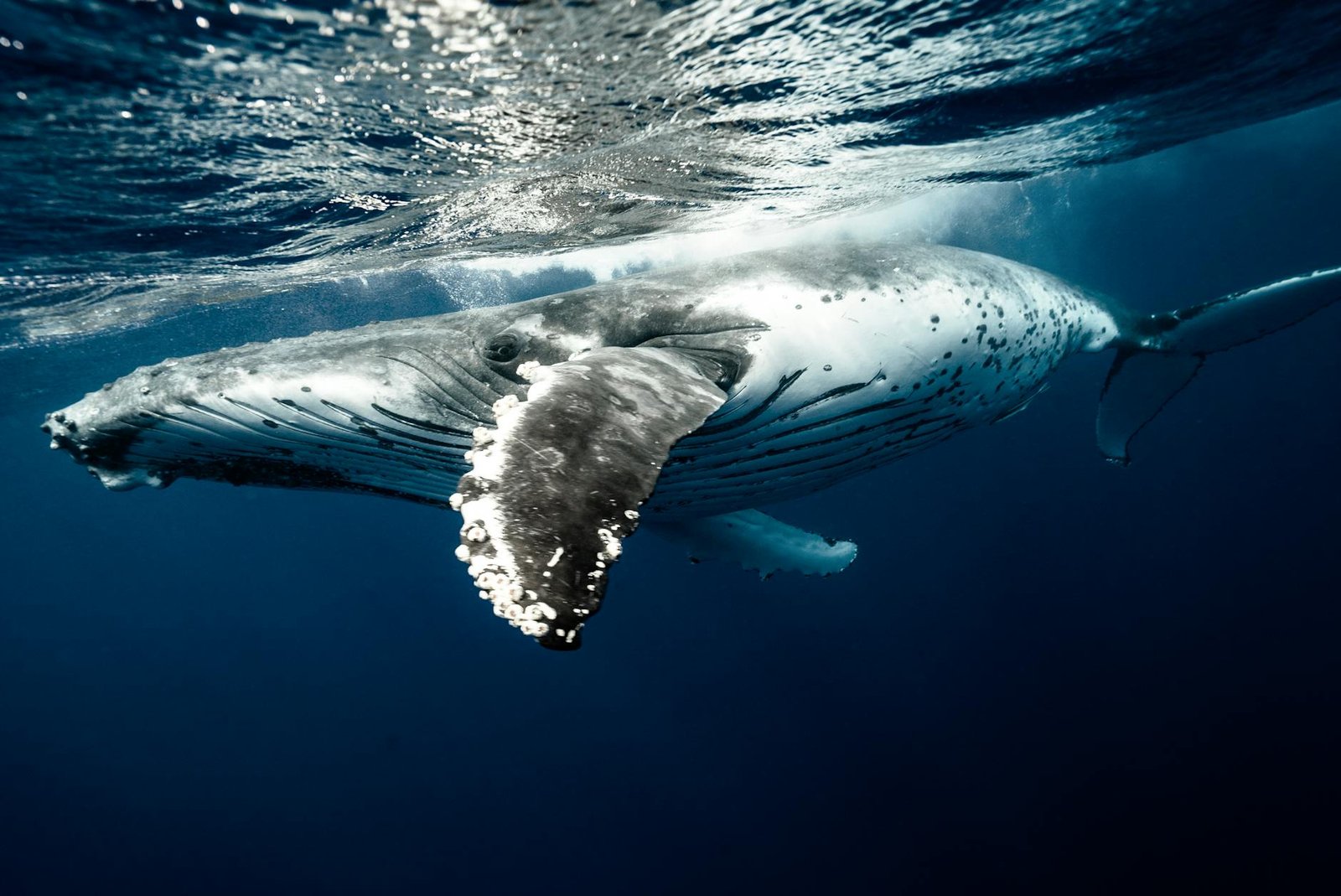 XRP whale wallets hit all-time highs: Will it push price above $1.50?