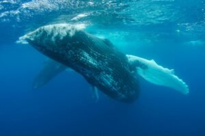 Ethereum whale opens $100M short as Vitalik Buterin vows to 'sell less ETH'