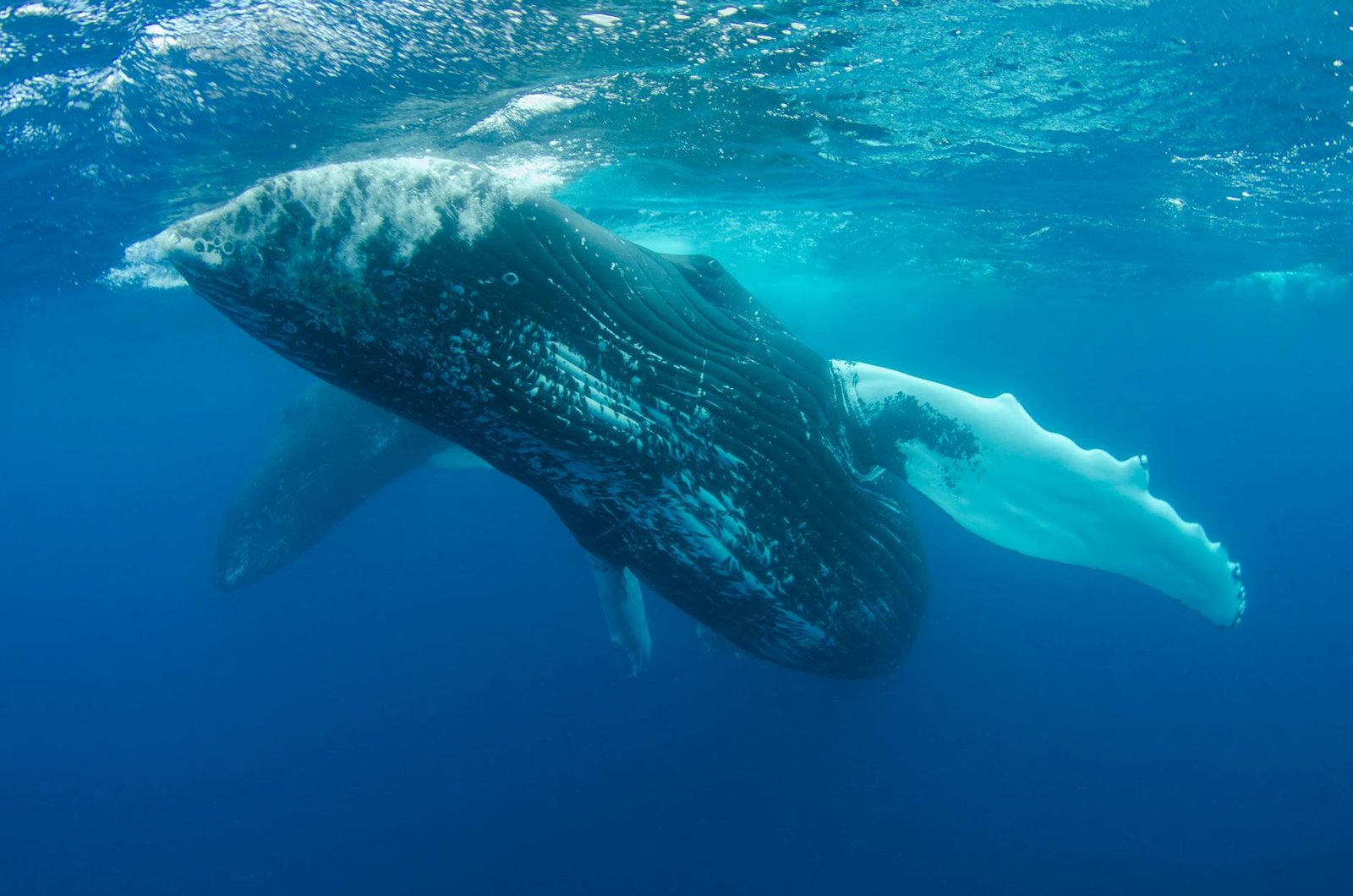 Ethereum whale opens $100M short as Vitalik Buterin vows to 'sell less ETH'