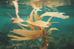 Kelp DAO says rsETH restored 5 weeks after $293M protocol hack