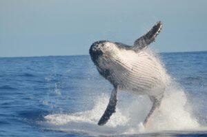 Hyperliquid whale won’t close HYPE short despite $22M unrealized loss