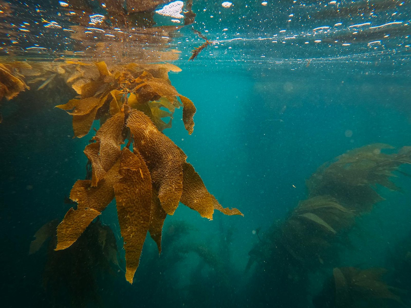 Kelp DAO Accuses LayerZero of Deflecting Blame for $300M Bridge Hack