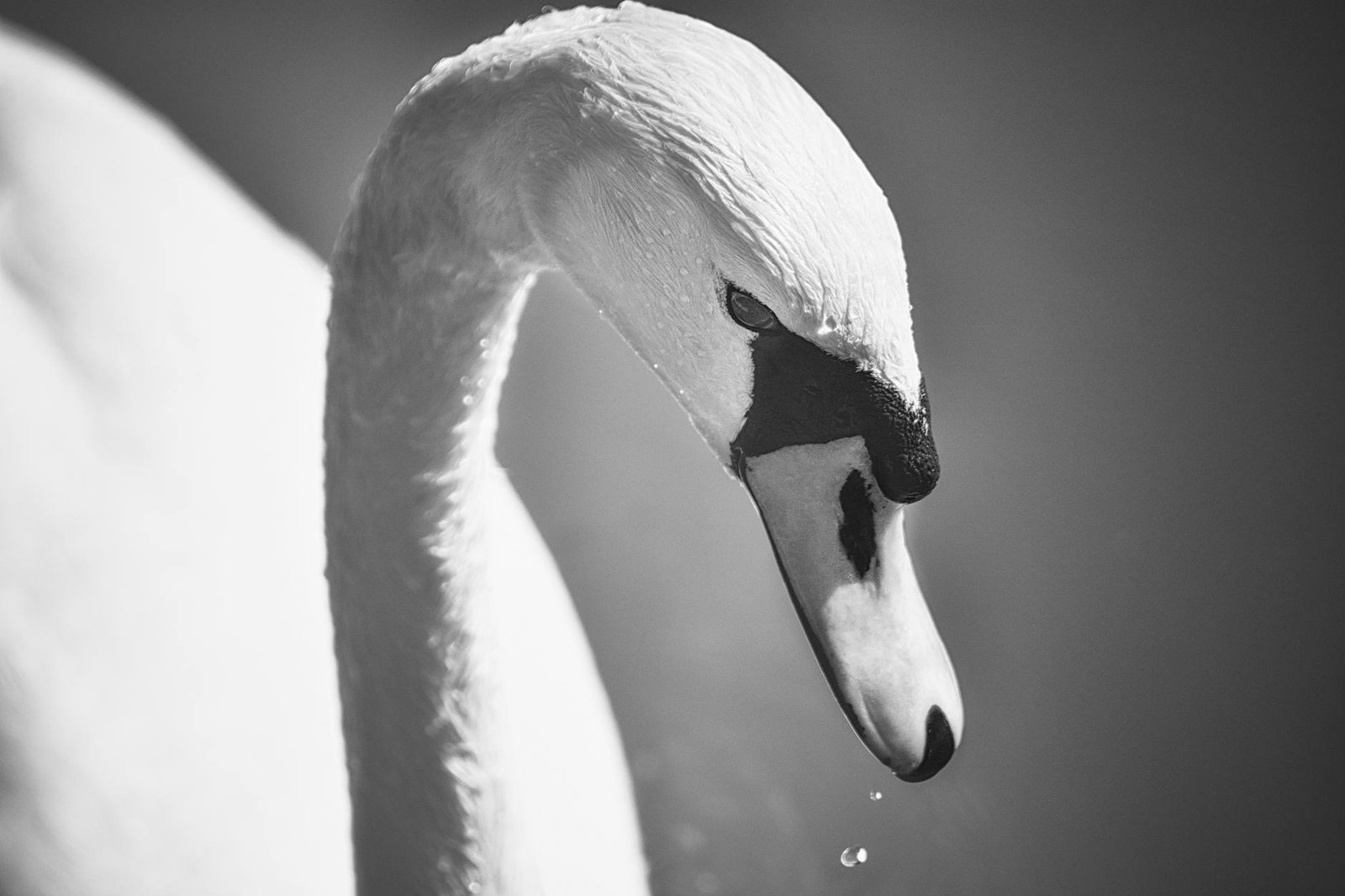 Swan Bitcoin Drops Federal Lawsuit Against Proton After UK Court Concession Kills Its Core Claims