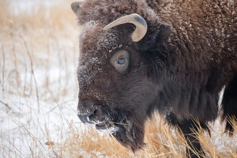 Tribal Coalition Files Amicus Briefs to Keep Prediction Markets Off Native Land
