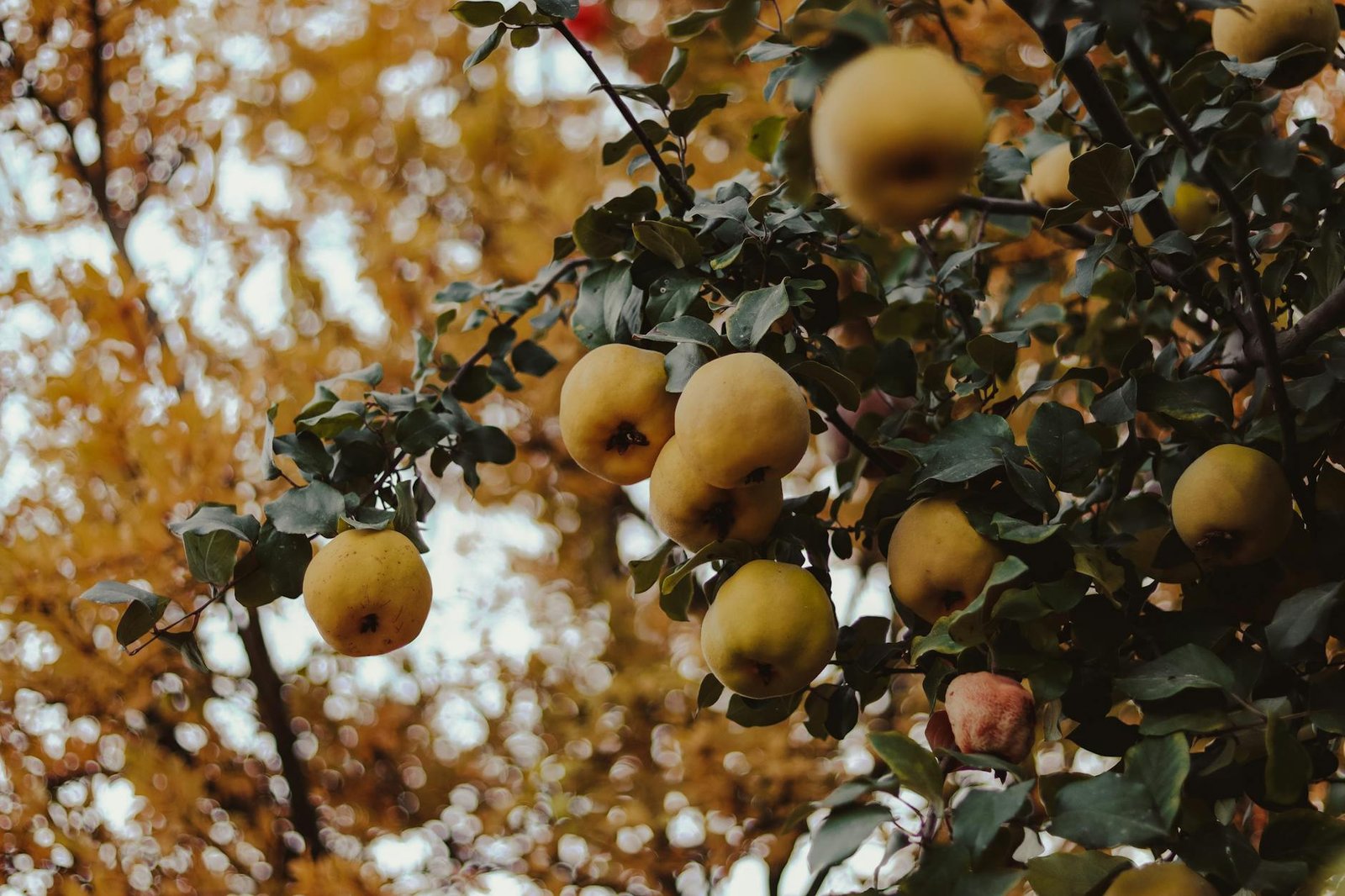 Zcash fixes Orchard bug after emergency network upgrade