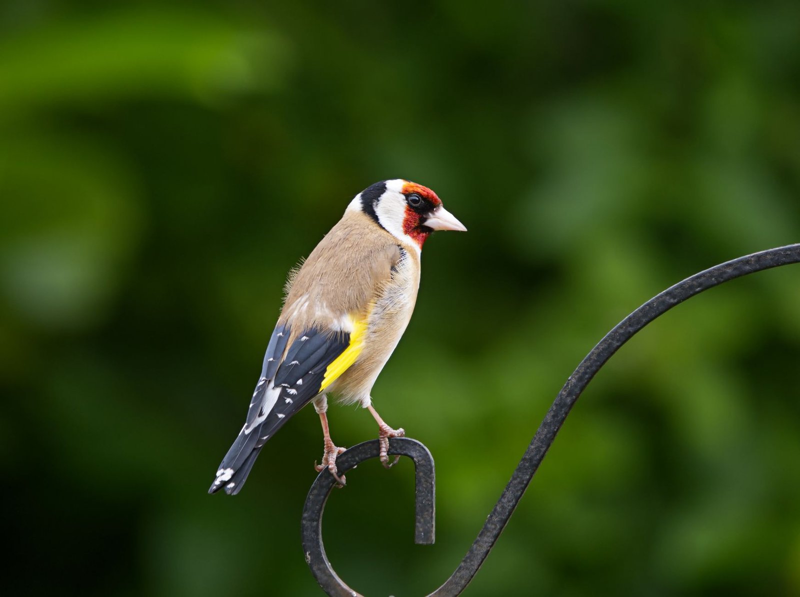 a16z-Backed Goldfinch Finance Winds Down After Originating $100M in Loans