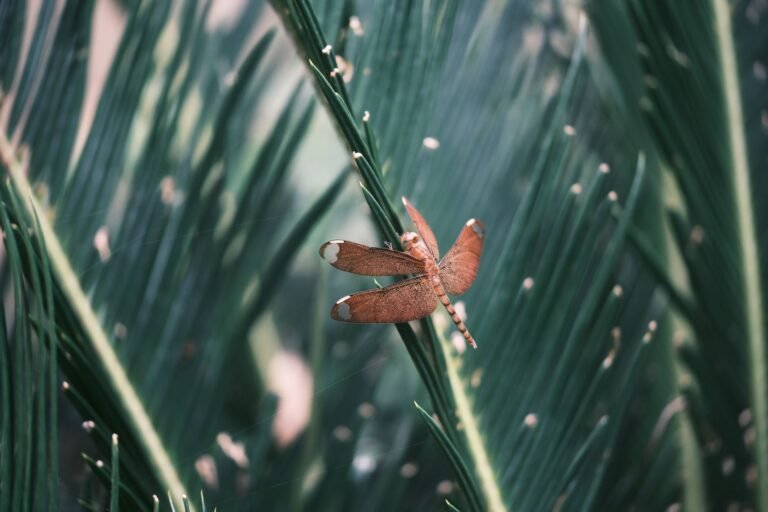 Dragonfly’s Rob Hadick Says Stablecoins Could Grow 10x as Payments Adoption Expands